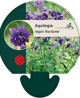 Aquilegia v. 'Blue Barlow' Pot 9 cm