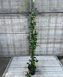Trachelospermum jasminoides Pot 2 Liter 100 - 125 cm