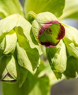 Helleborus foetidus Pot 9 cm