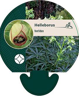 Helleborus foetidus Pot 9 cm
