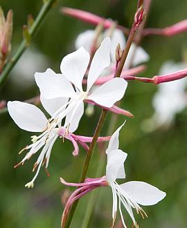 Gaura l. 'Short Form' Pot 9 cm