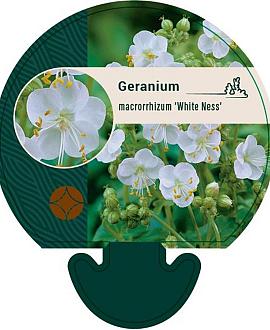 Geranium macr. 'White Ness' Pot 9 cm