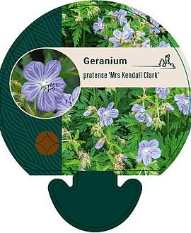 Geranium pr. 'Mrs Kendall Clark' Pot 9 cm