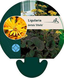 Ligularia d. 'Othello' Pot 9 cm