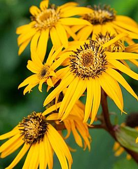 Ligularia d. 'Othello' Pot 9 cm
