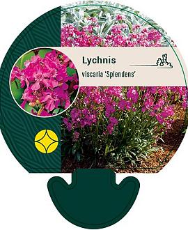 Lychnis viscaria 'Splendens' Pot 9 cm