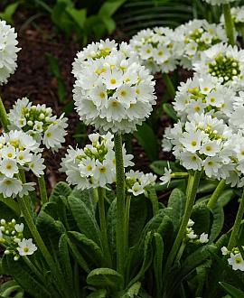 Primula japonica 'Alba' Pot 9 cm