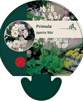 Primula japonica 'Alba' Pot 9 cm