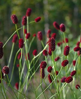 Sanguisorba o. 'Red Thunder' Pot 9 cm