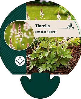 Tiarella c. 'Oakleaf' Pot 9 cm