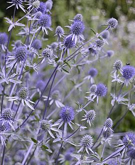 Eryngium zabelii 'Big Blue' Pot 9 cm