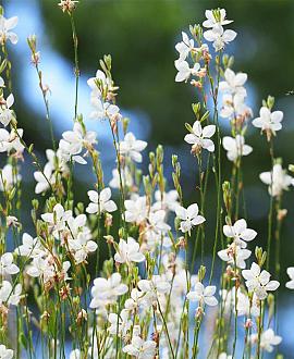 Gaura l. 'Snowbird' Pot 9 cm