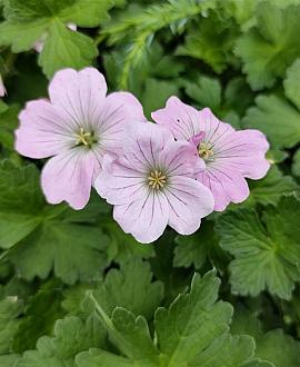 Geranium Dreamland Pot 9 cm