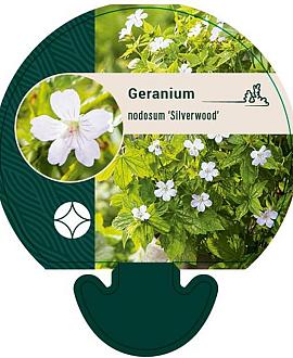 Geranium nodosum 'Silverwood' Pot 9 cm