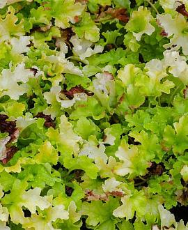 Heuchera 'Lime Marmalade' Pot 9 cm