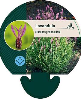Lavandula stoechas pedunculata Pot 9 cm