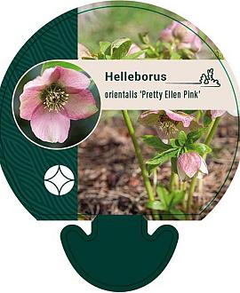 Helleborus o. 'Pretty Ellen Pink' Pot 9 cm
