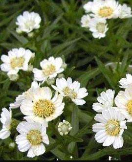Achillea ptarmica 'Nana Compacta' Pot 9 cm