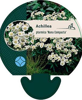 Achillea ptarmica 'Nana Compacta' Pot 9 cm