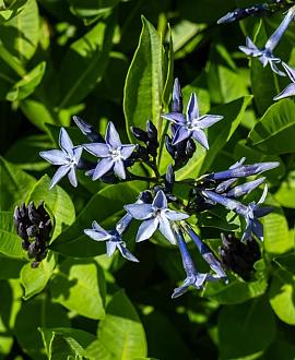 Amsonia 'Blue Ice' Pot 9 cm