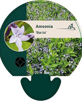 Amsonia 'Blue Ice' Pot 9 cm