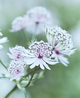 Astrantia maj. 'Rosensinfonie' Pot 9 cm
