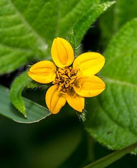 Chrysogonum virginianum Pot 9 cm