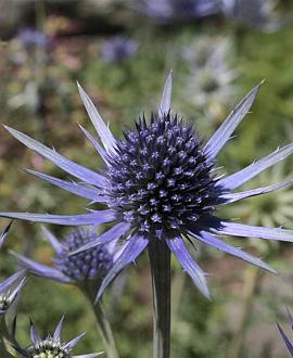 Eryngium bourgatii Pot 9 cm