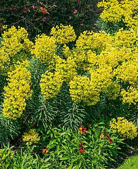 Euphorbia char. 'Humpty Dumpty' Pot 9 cm