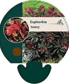 Euphorbia Redwing Pot 9 cm