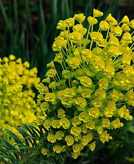 Euphorbia Redwing Pot 9 cm