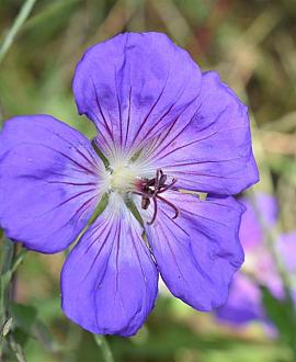 Geranium Bloom Me Away Pot 9 cm