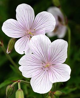 Geranium clarkei 'Kashmir White' Pot 9 cm
