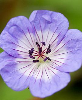 Geranium w. 'Buxton's Variety' Pot 9 cm