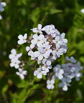 Hesperis matr. 'Alba' Pot 9 cm