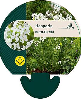 Hesperis matr. 'Alba' Pot 9 cm