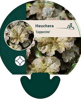 Heuchera 'Cappuccino' Pot 9 cm