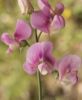 Lathyrus latifolius 'Pink Pearl' Pot 9 cm