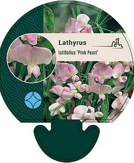 Lathyrus latifolius 'Pink Pearl' Pot 9 cm
