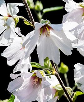 Lavatera 'Barnsley Baby' Pot 9 cm
