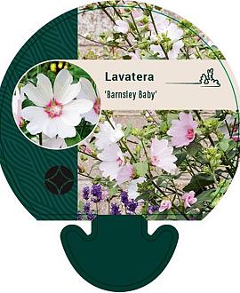 Lavatera 'Barnsley Baby' Pot 9 cm