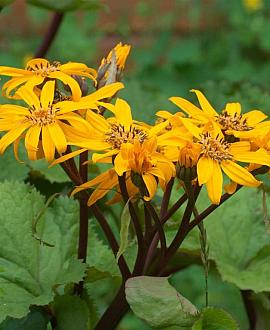 Ligularia d. 'Desdemona' Pot 9 cm