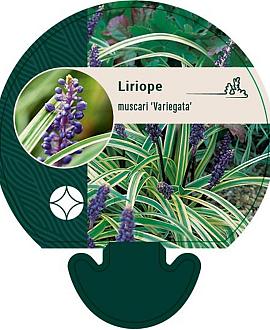 Liriope muscari 'Variegata' Pot 9 cm