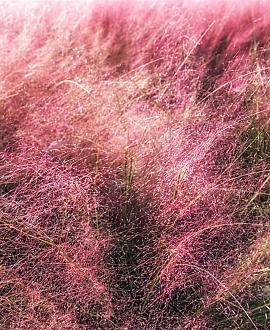 Muhlenbergia capillaris Pot 9 cm