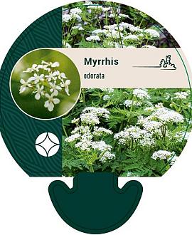Myrrhis odorata Pot 9 cm