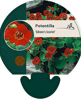 Potentilla 'Gibson's Scarlet' Pot 9 cm