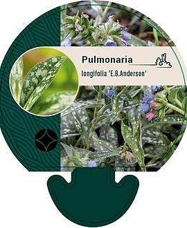 Pulmonaria long. 'E.B. Anderson' Pot 9 cm