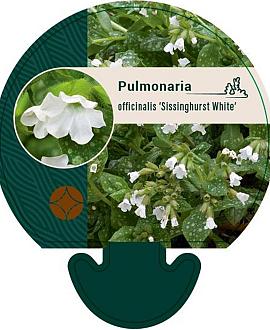 Pulmonaria off. 'Sissinghurst White Pot 9 cm