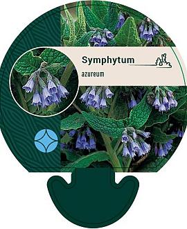Symphytum azureum Pot 9 cm