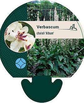 Verbascum chaixii 'Album' Pot 9 cm